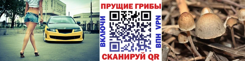 Купить  Гусев  Галлюциногенные грибы Psilocybe 